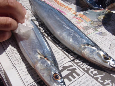 七輪で焼く前にサンマに塩を振って水分を抜く