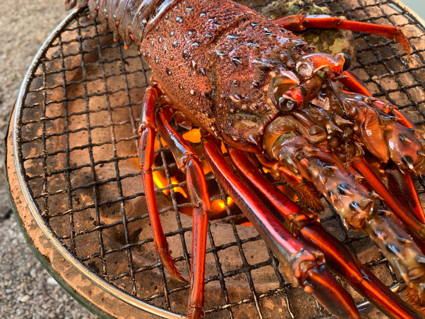 七輪炭火で巨大イセエビを焼く、網にのりきらない