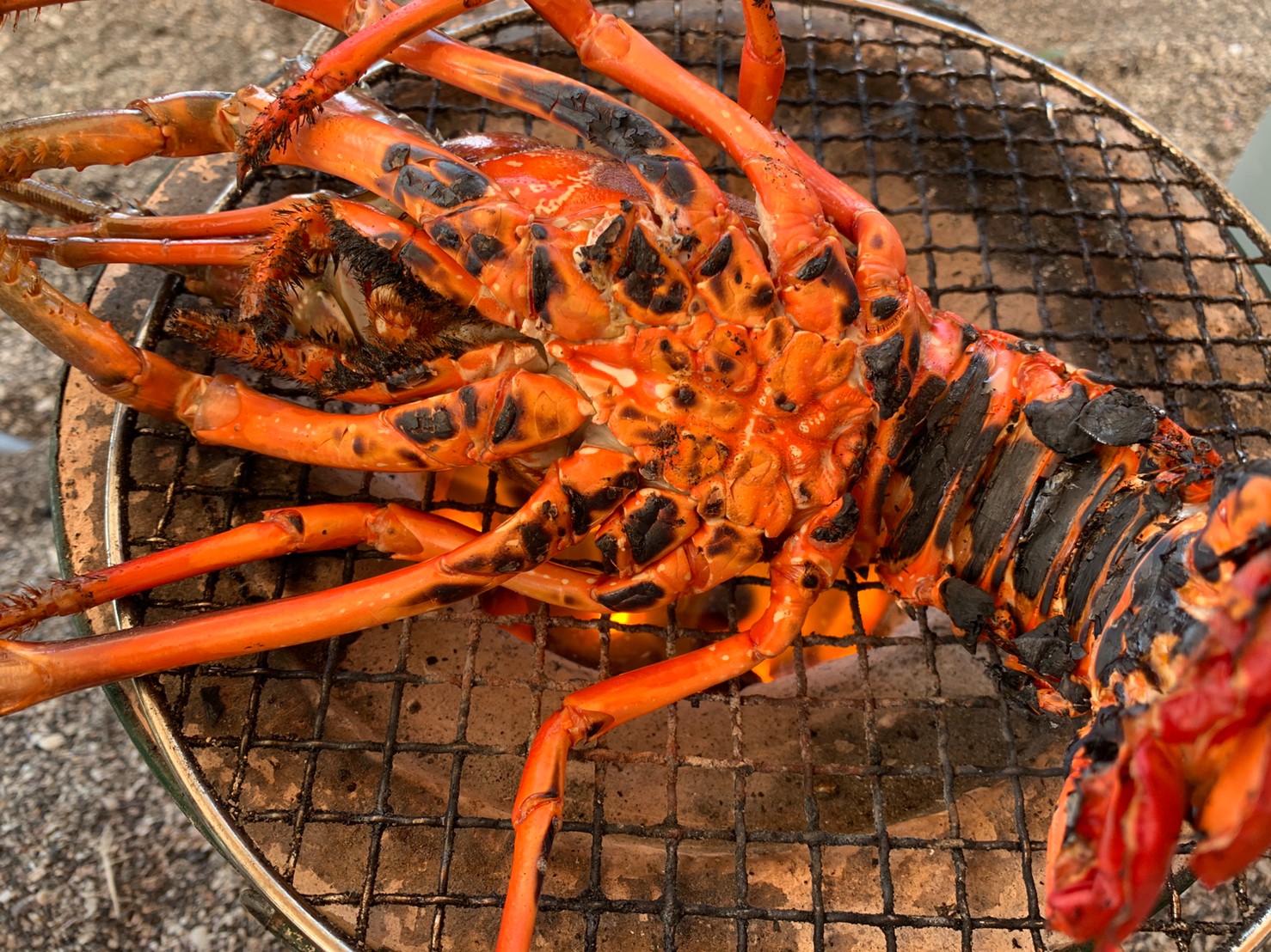 イセエビの七輪炭火焼き　こんがりしっかり蒸し焼き