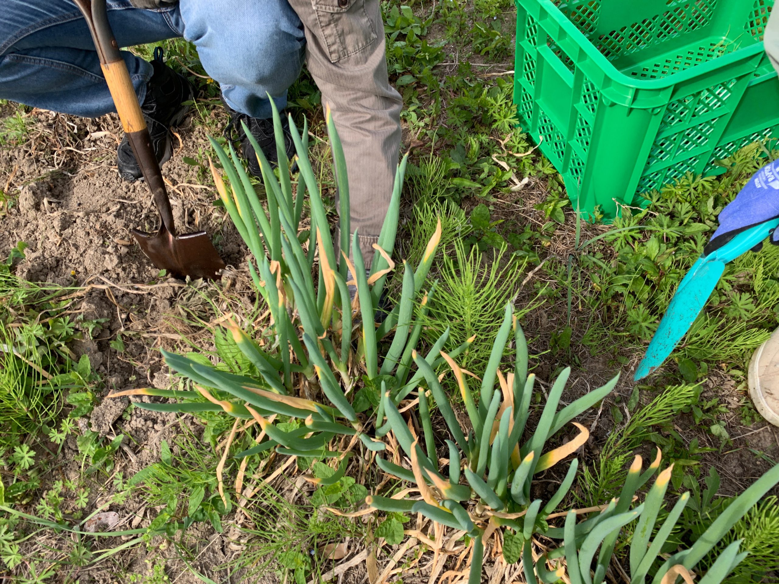 長ネギの植え替え　株分けして長ネギを増やす　掘り起し