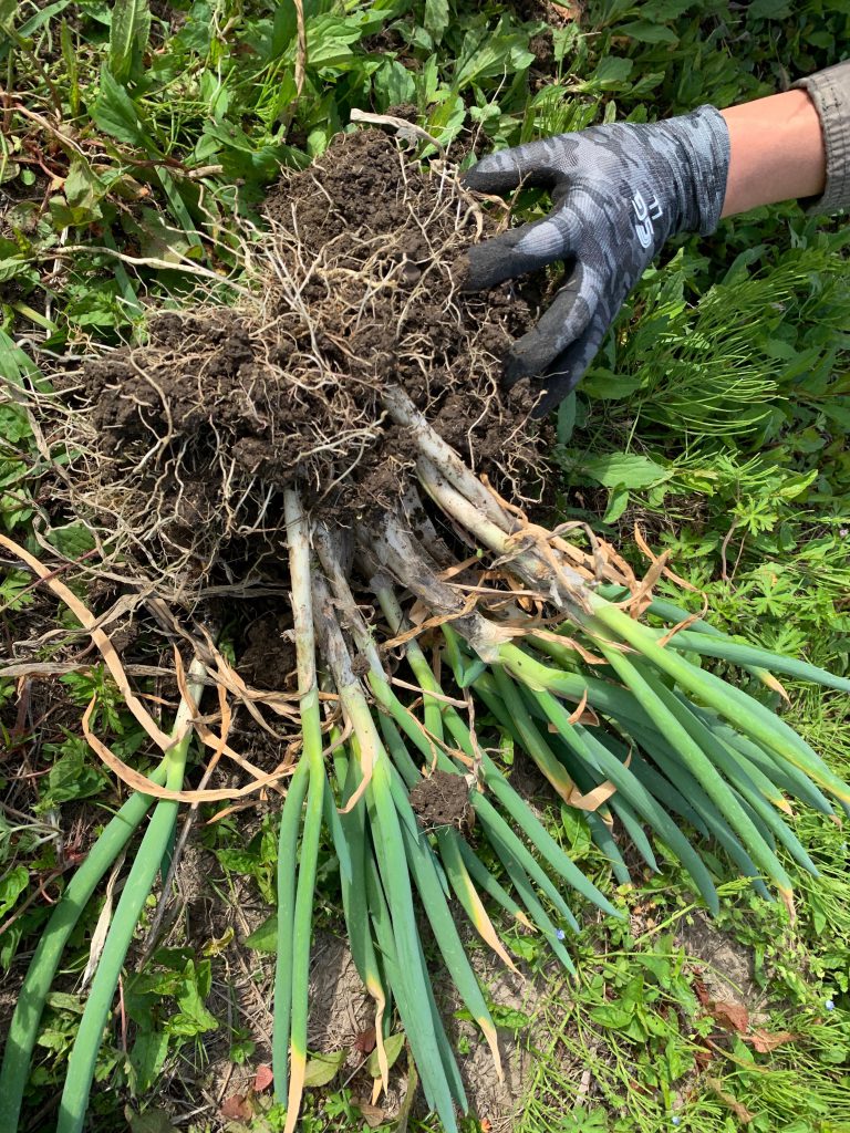 長ネギの植え替え　株分けして長ネギを増やす