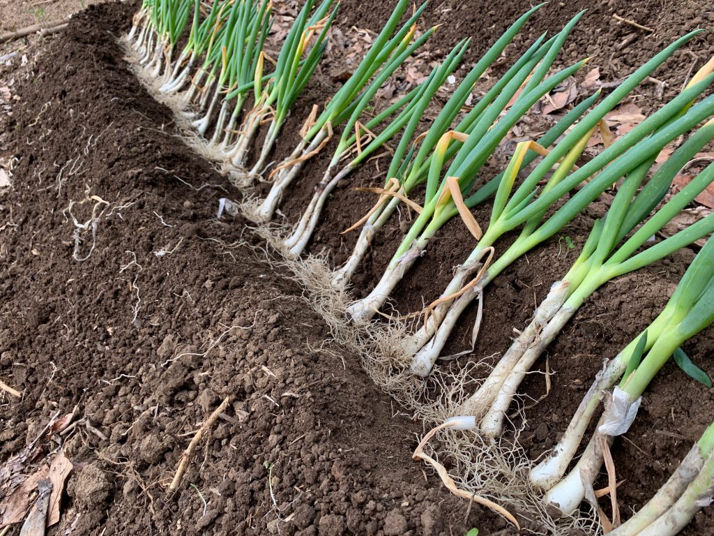 長ネギの植え替え　株分けして長ネギを増やす